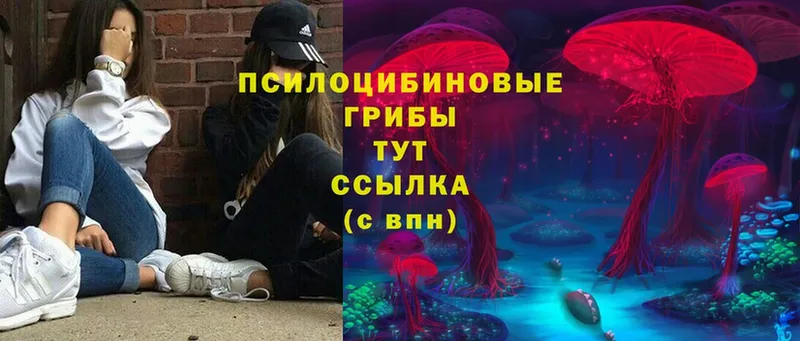 Галлюциногенные грибы Psilocybe Щёкино